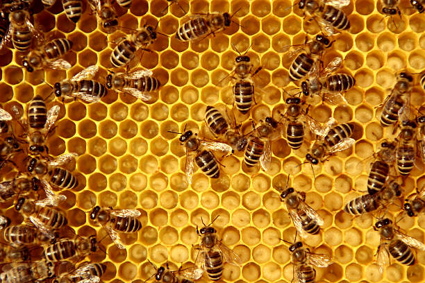 MIEL MANUKA panal de abejas