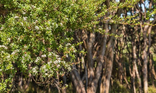 MIEL MANUKA árbol 